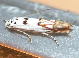 Red-streaked Mompha 